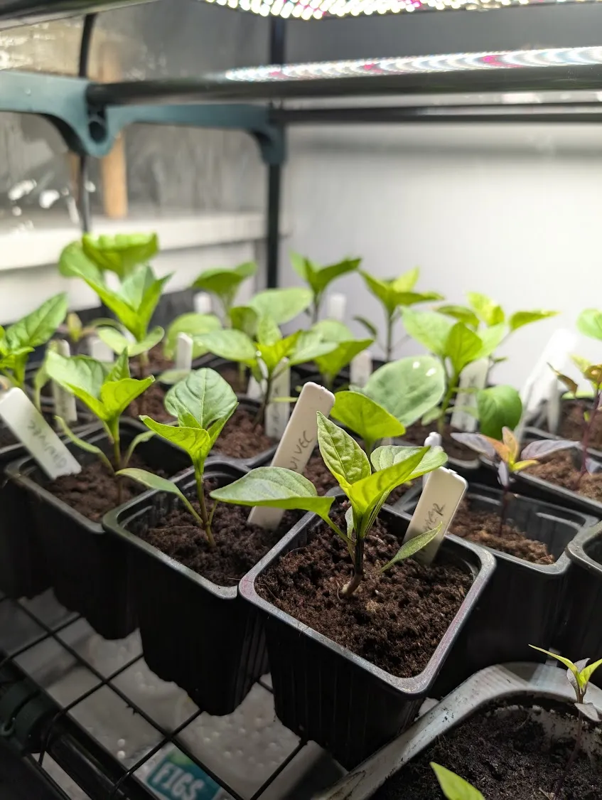 What I’m Sowing in January and Why It’s Worth Starting Early