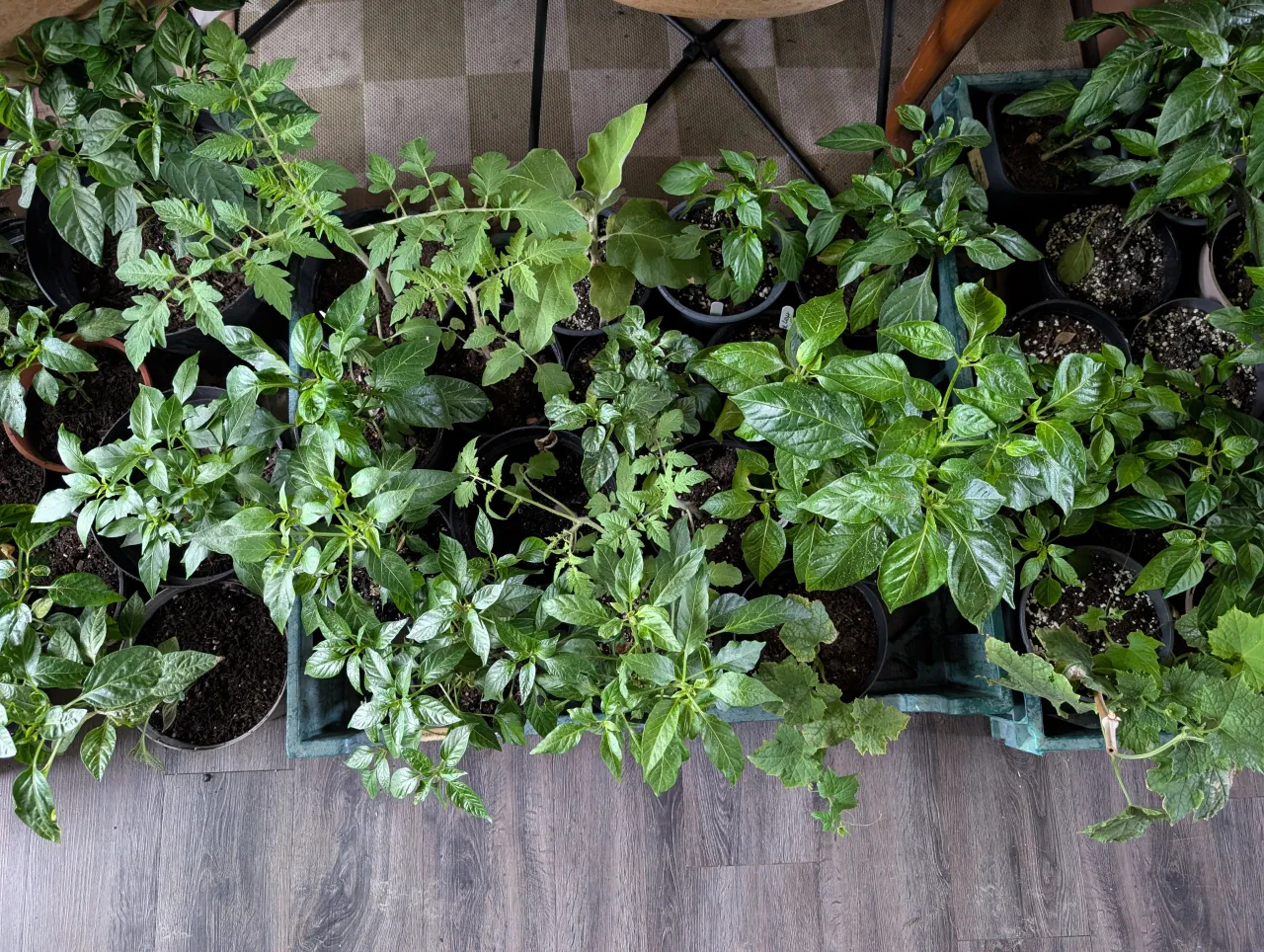 Managing Plants When Spring Still Hasn’t Quite Warmed Up