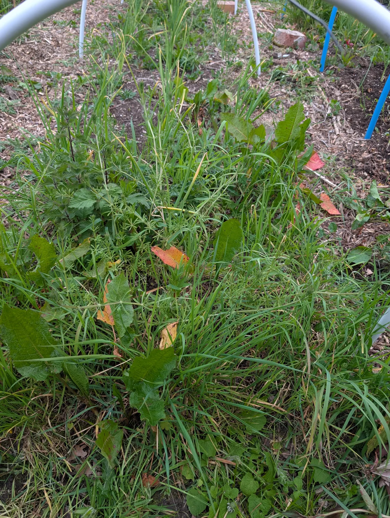 No-Dig Gardening Is Brilliant, But I Made These Mistakes